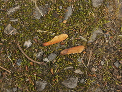 Acer morrisonense