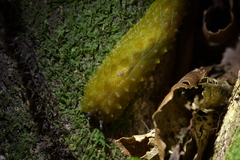 Athoracophorus papillatus