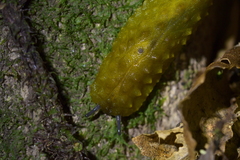 Athoracophorus papillatus