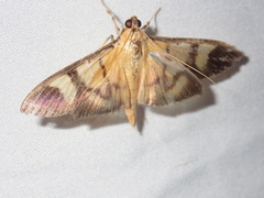 Phostria
