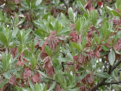 Terminalia sericea