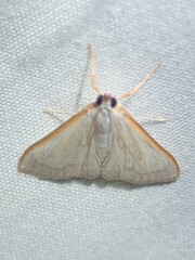 Margaroniini