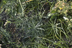 Onosma simplicissima