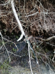 Chlorolestes conspicuus