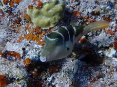 Canthigaster cyanospilota