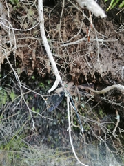 Chlorolestes conspicuus