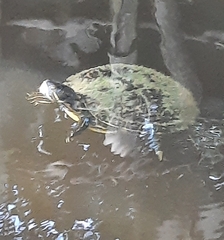 Trachemys venusta iversoni