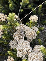 Phaulacridium marginale