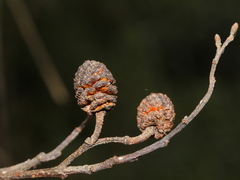 Alnus formosana