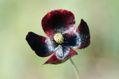 Papaver somniferum