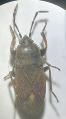 Megalonotus sabulicola
