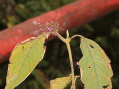 Callicarpa formosana formosana