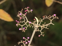 Callicarpa formosana formosana