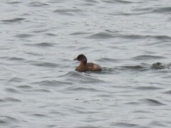 Tachybaptus ruficollis