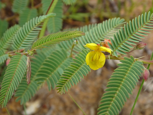 Chamaecrista biensis image