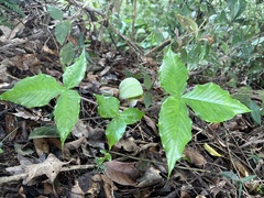 Arisaema ringens