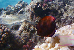 Acanthuridae