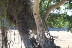 Ficus sycomorus sycomorus