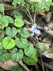 Viola formosana