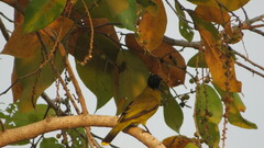 Brachypodius melanocephalos