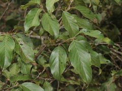 Alnus formosana
