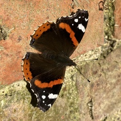 Vanessa atalanta