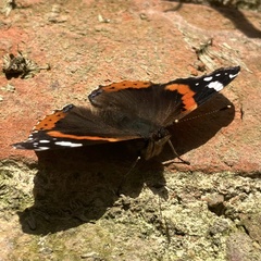 Vanessa atalanta