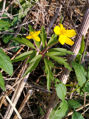 Anemonoides ranunculoides