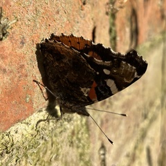 Vanessa atalanta