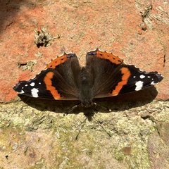 Vanessa atalanta