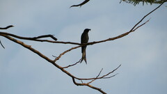 Dicrurus leucophaeus