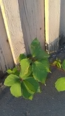 Parthenocissus inserta