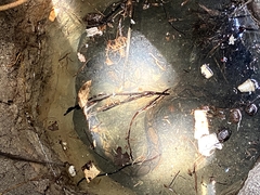 Malayopython reticulatus