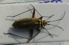 Oncotylus viridiflavus