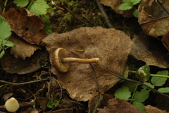 Inocybe lacera
