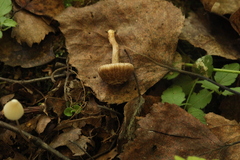 Inocybe lacera