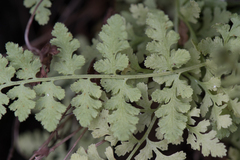 Woodsia oregana