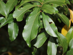 Euonymus carnosus