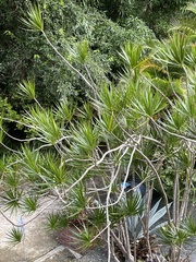 Dracaena reflexa angustifolia