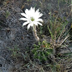 Echinopsis oxygona