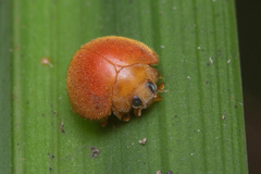 Chilocorus circumdatus