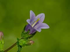 Campanula trachelium
