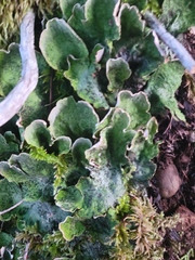 Peltigera britannica