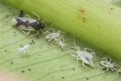 Ernestinus siamensis