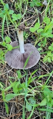 Stropharia