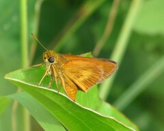 Euphyes conspicua