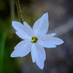 Lithophragma