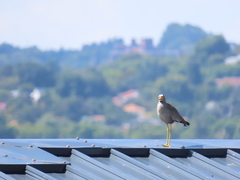 Vanellus senegallus