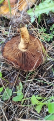 Pholiota highlandensis