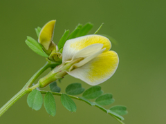 Vicia lutea